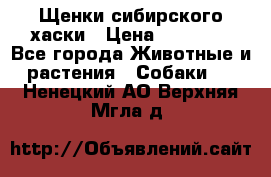 Щенки сибирского хаски › Цена ­ 12 000 - Все города Животные и растения » Собаки   . Ненецкий АО,Верхняя Мгла д.